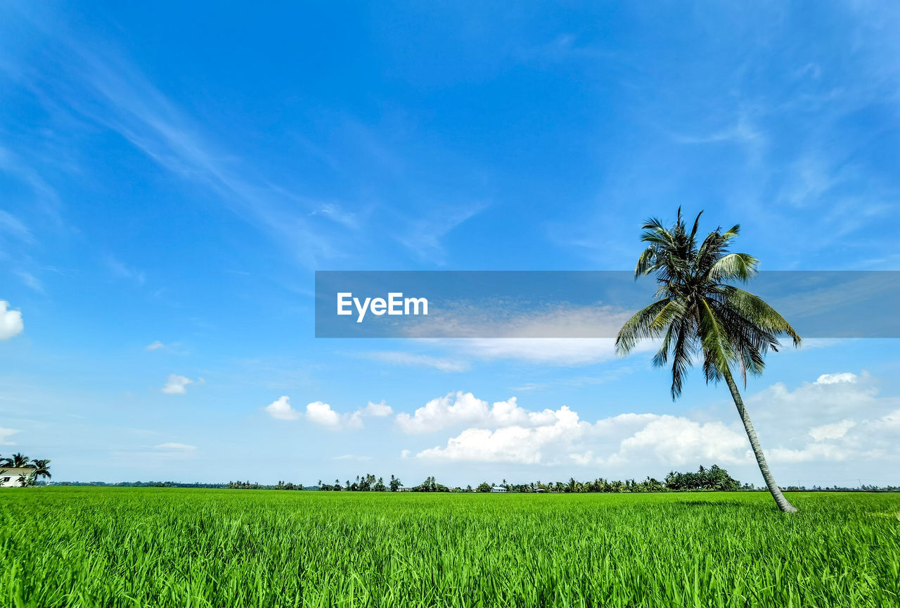 PLANTS GROWING ON FIELD AGAINST SKY