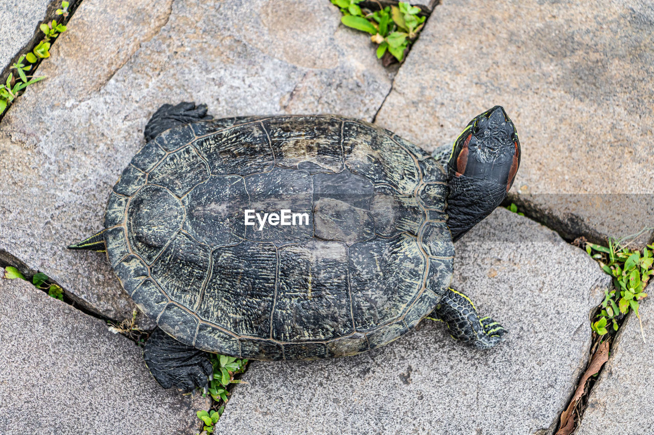 animal, turtle, animal themes, reptile, animal wildlife, high angle view, wildlife, one animal, nature, no people, tortoise, day, shell, outdoors, animal shell, sea turtle, close-up