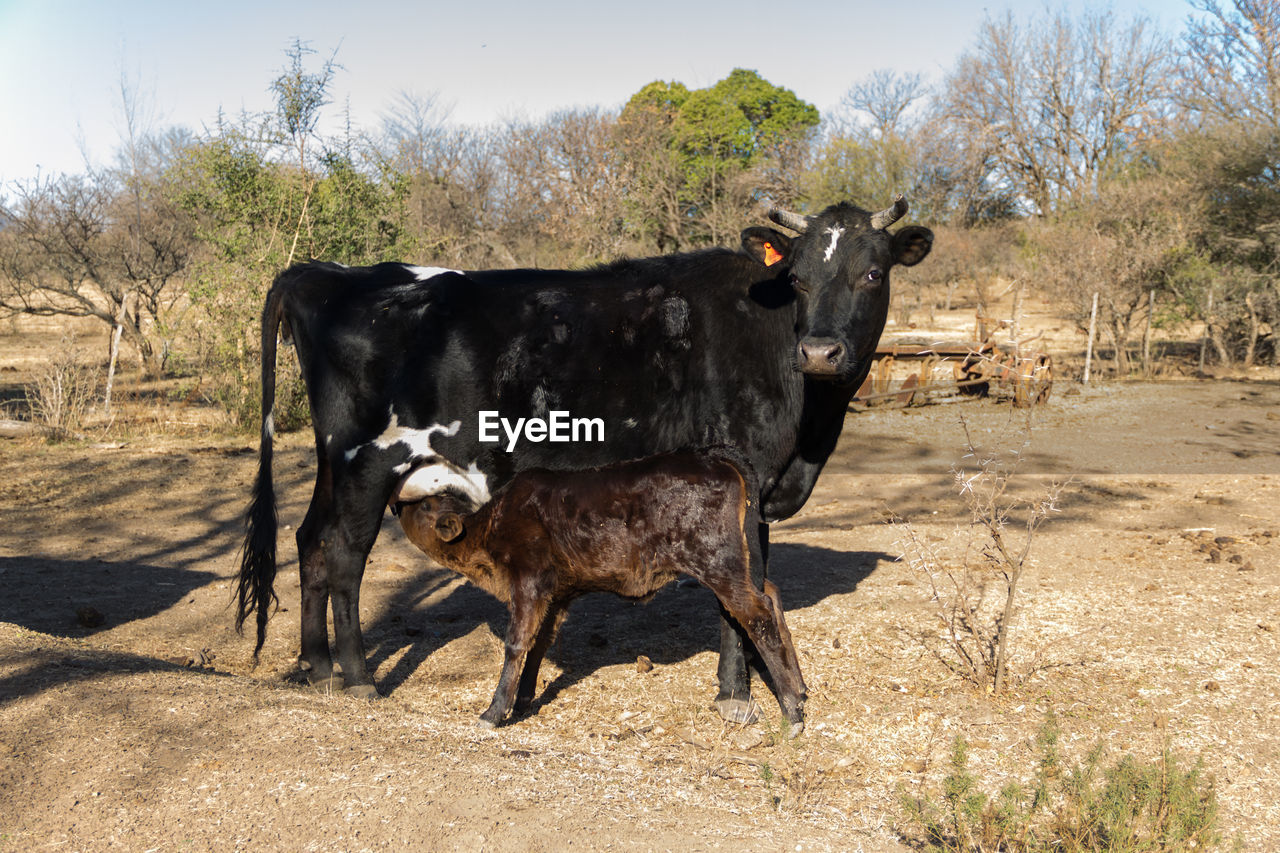 Calf sent milk from the cow in the field