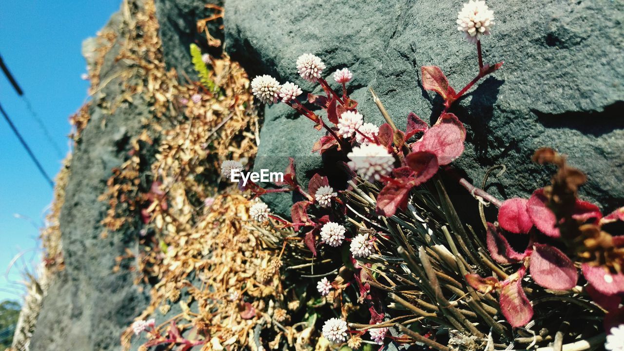 Low angle view of pink flowers growing on tree