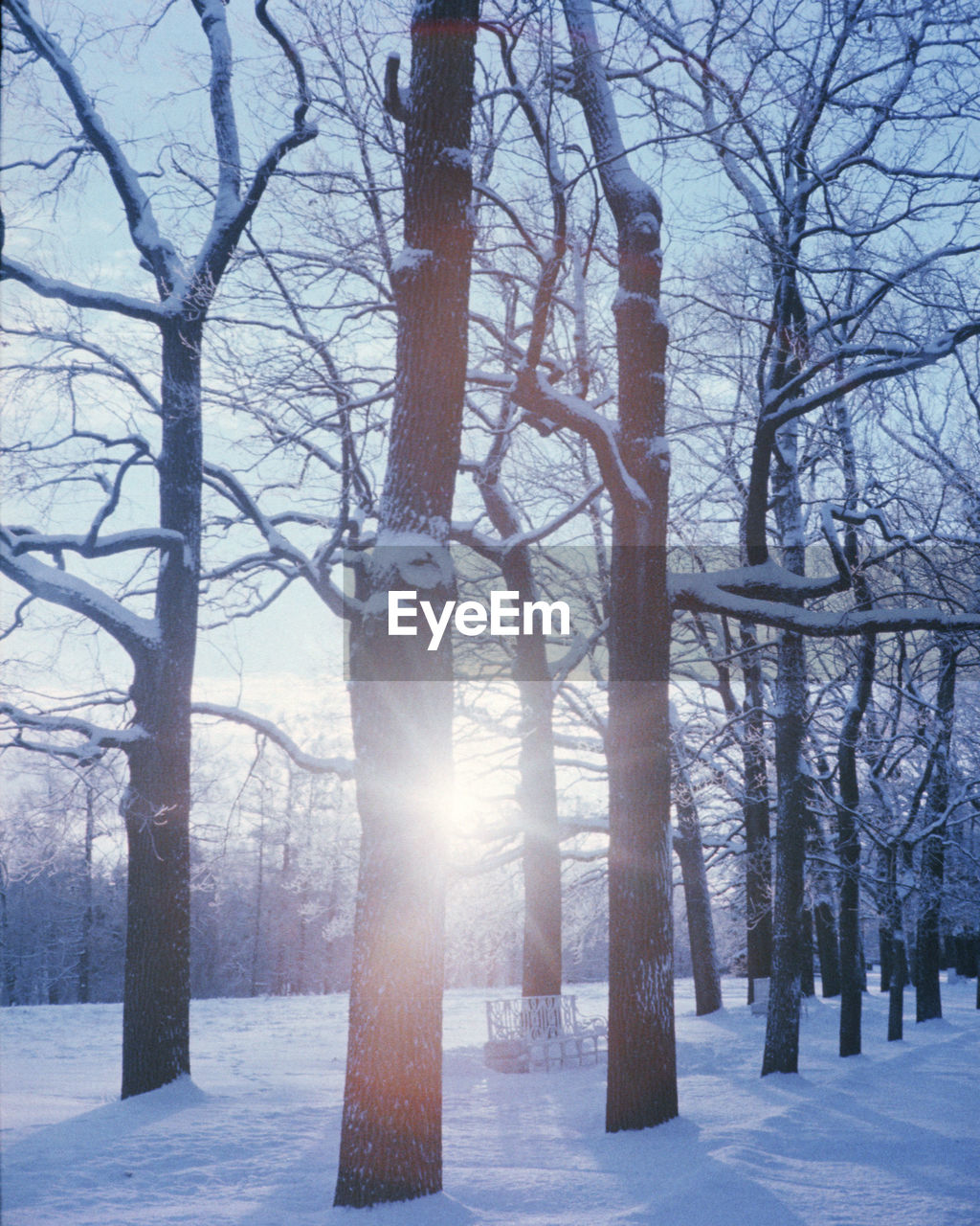 tree, winter, cold temperature, snow, plant, nature, bare tree, freezing, tree trunk, trunk, beauty in nature, tranquility, land, environment, scenics - nature, forest, no people, sunlight, tranquil scene, landscape, branch, frozen, day, sky, outdoors, non-urban scene, woodland, white, sun, ice, deep snow, idyllic, fog