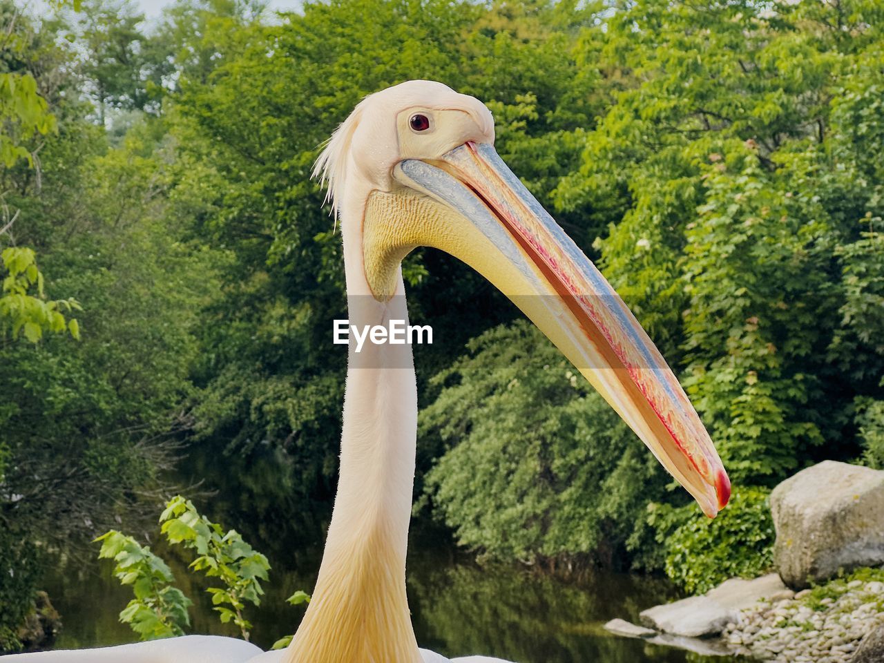 pelican, animal, animal themes, animal wildlife, tree, bird, one animal, wildlife, plant, nature, no people, animal body part, beak, seabird, day, green, beauty in nature, outdoors, water