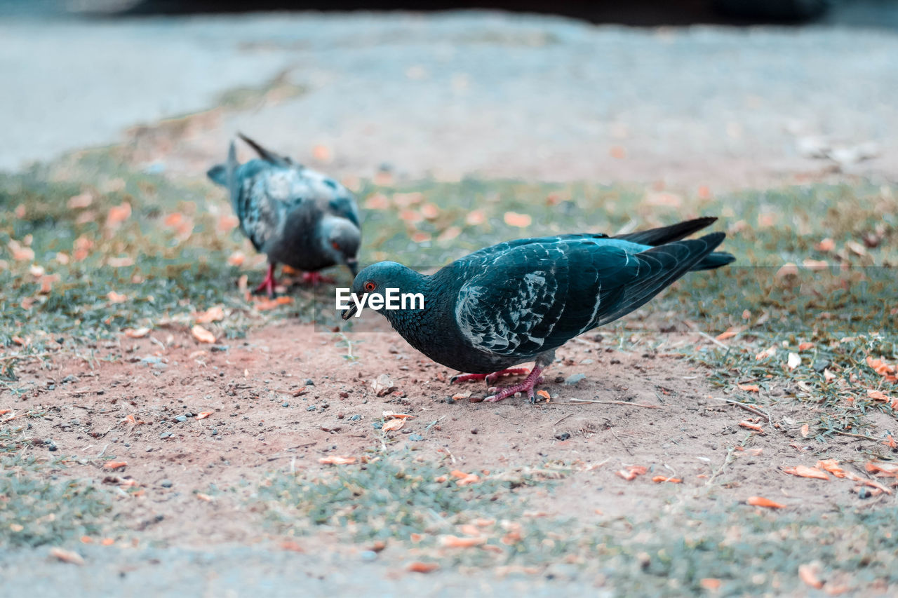 Pigeon on a land