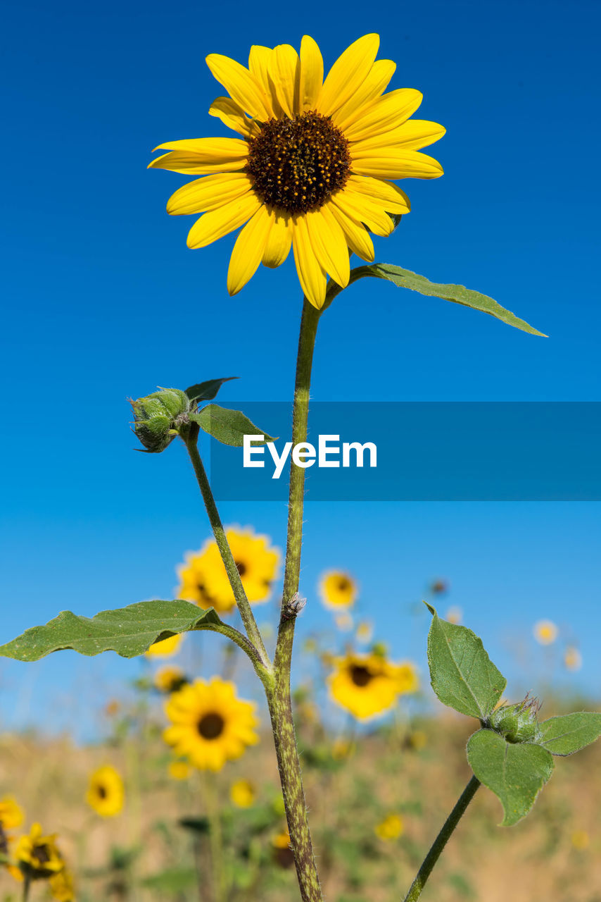 Close-up of yellow flowering plant against blue sky