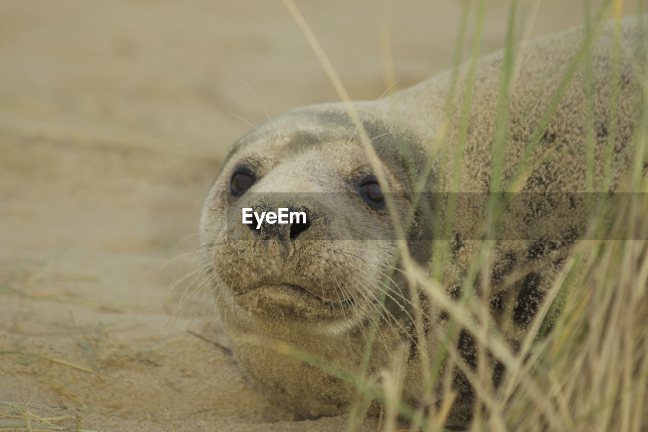 CLOSE-UP PORTRAIT OF A YOUNG ANIMAL