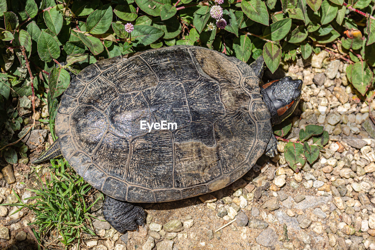 high angle view of turtle