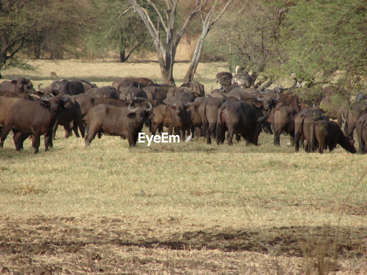 FLOCK OF SHEEP IN A FIELD