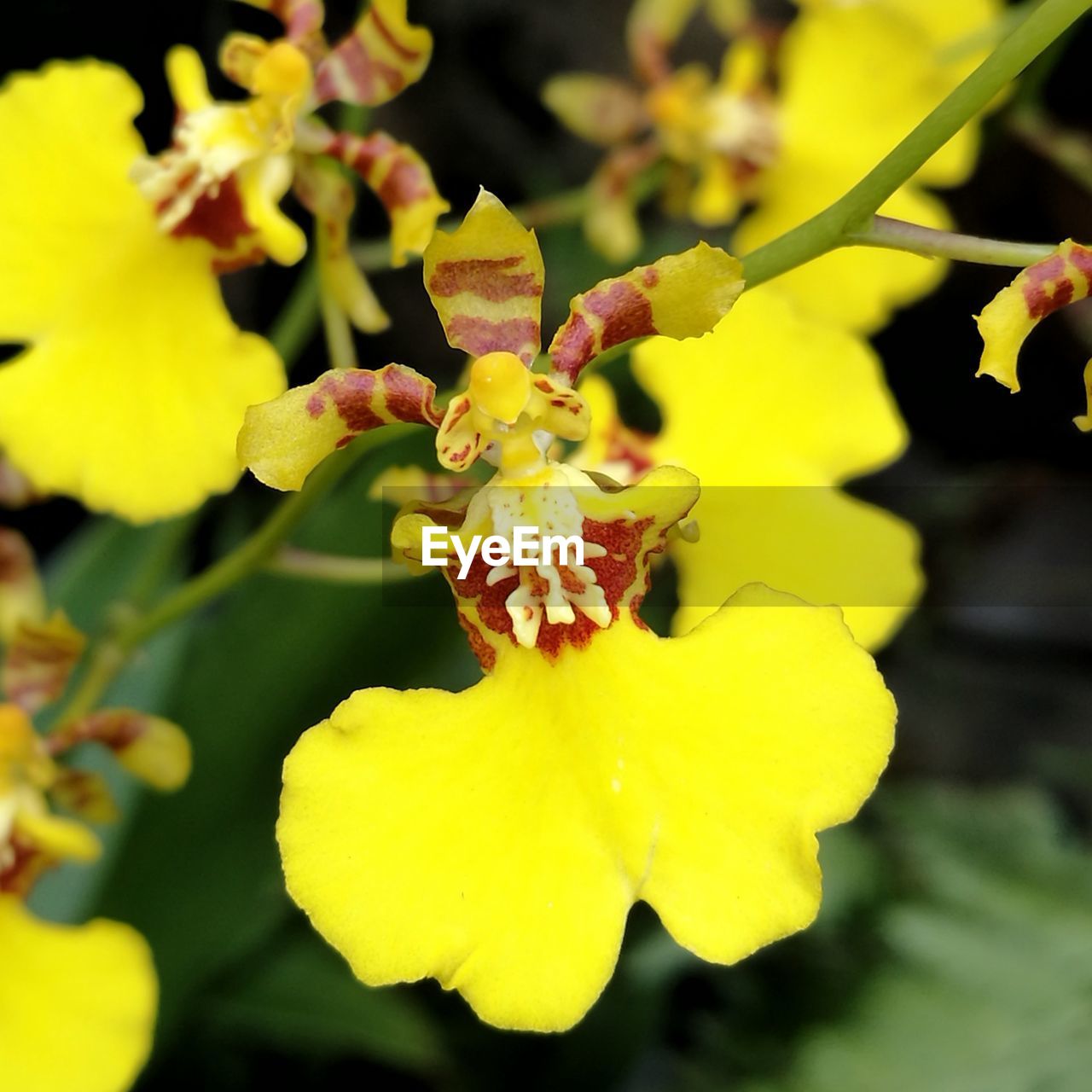 CLOSE-UP OF YELLOW FLOWER