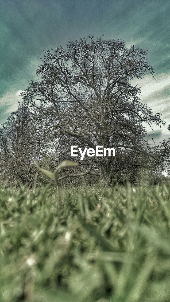 CLOSE-UP OF TREE AGAINST SKY