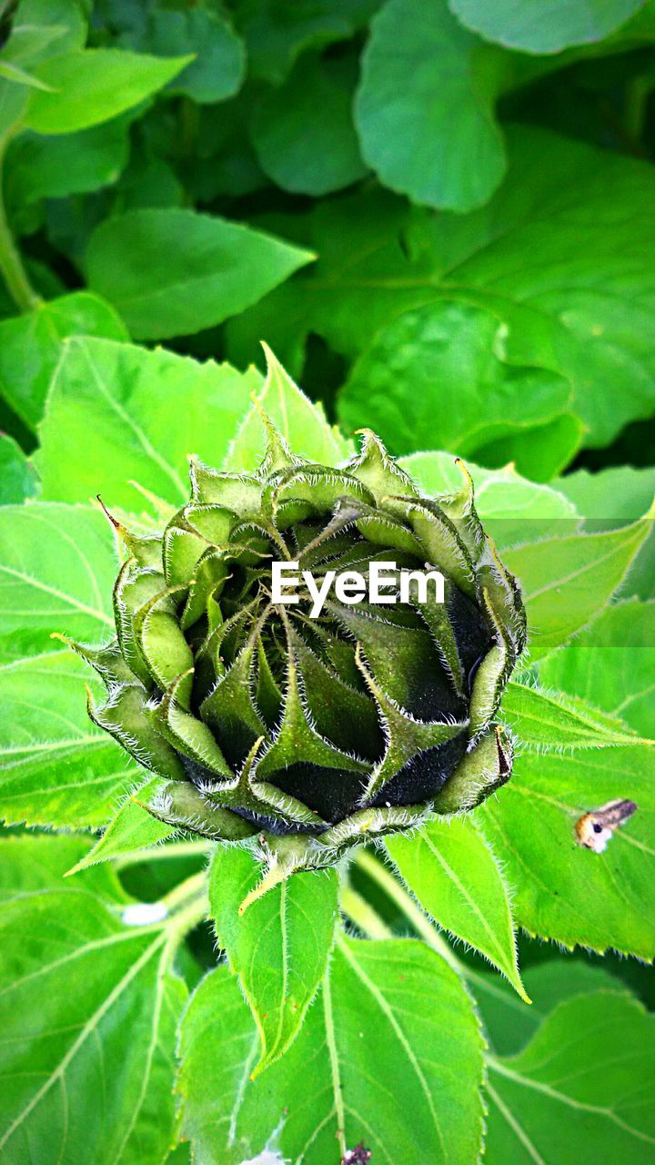 CLOSE-UP OF GREEN LEAF