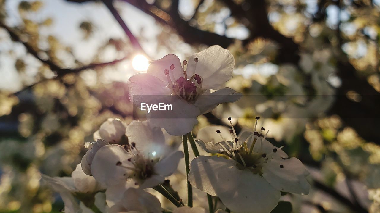 Close-up of pink cherry blossoms in spring