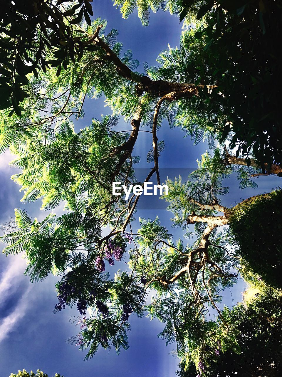 LOW ANGLE VIEW OF PLANT AGAINST SKY