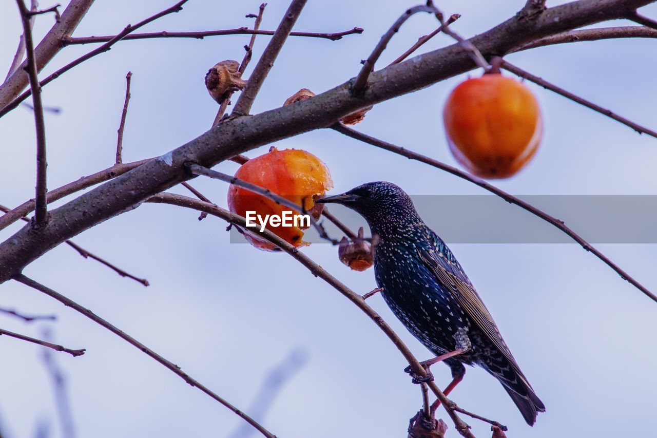 LOW ANGLE VIEW OF BIRD PERCHING ON BRANCH