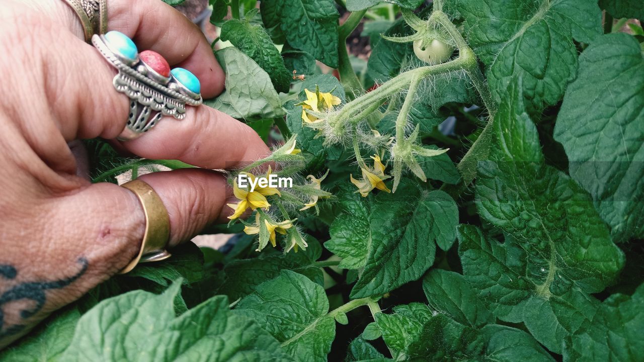 CLOSE-UP OF HAND HOLDING FLOWER