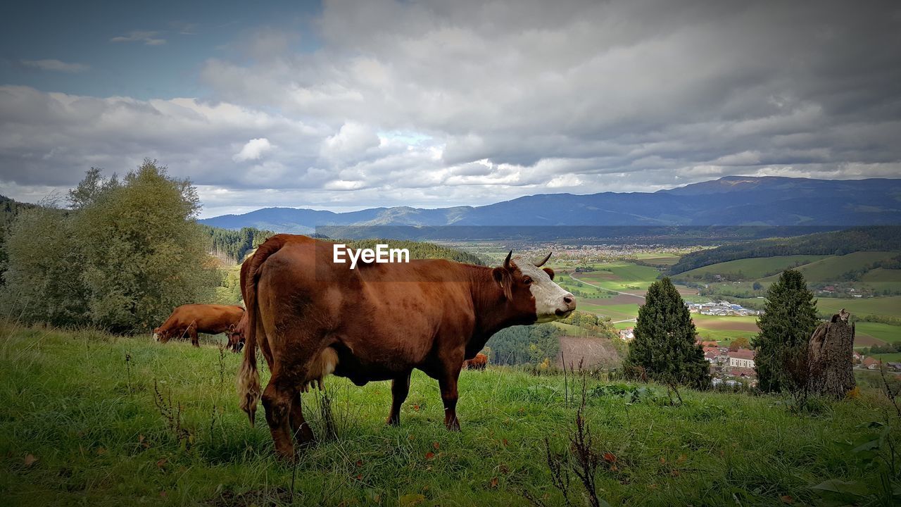 Cows grazing on field against cloudy sky