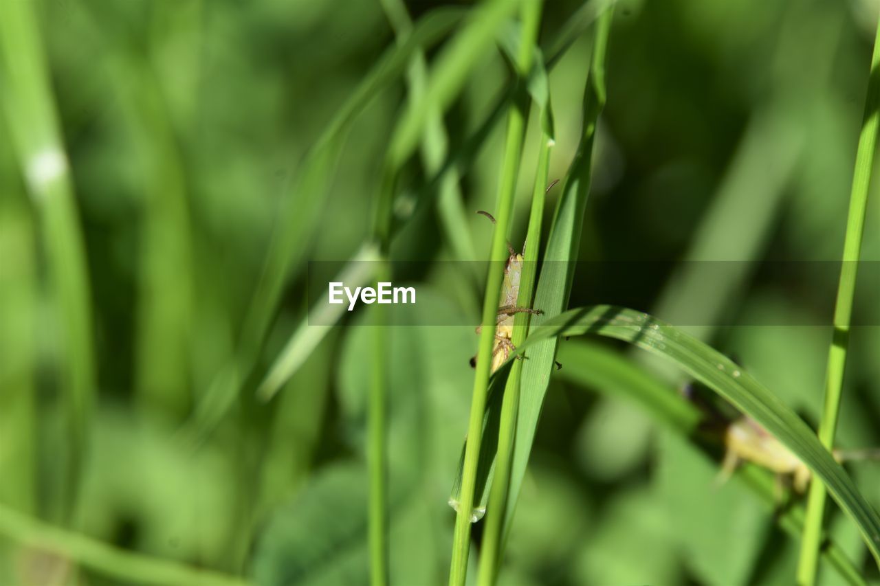 Close-up of grasshopper on grass