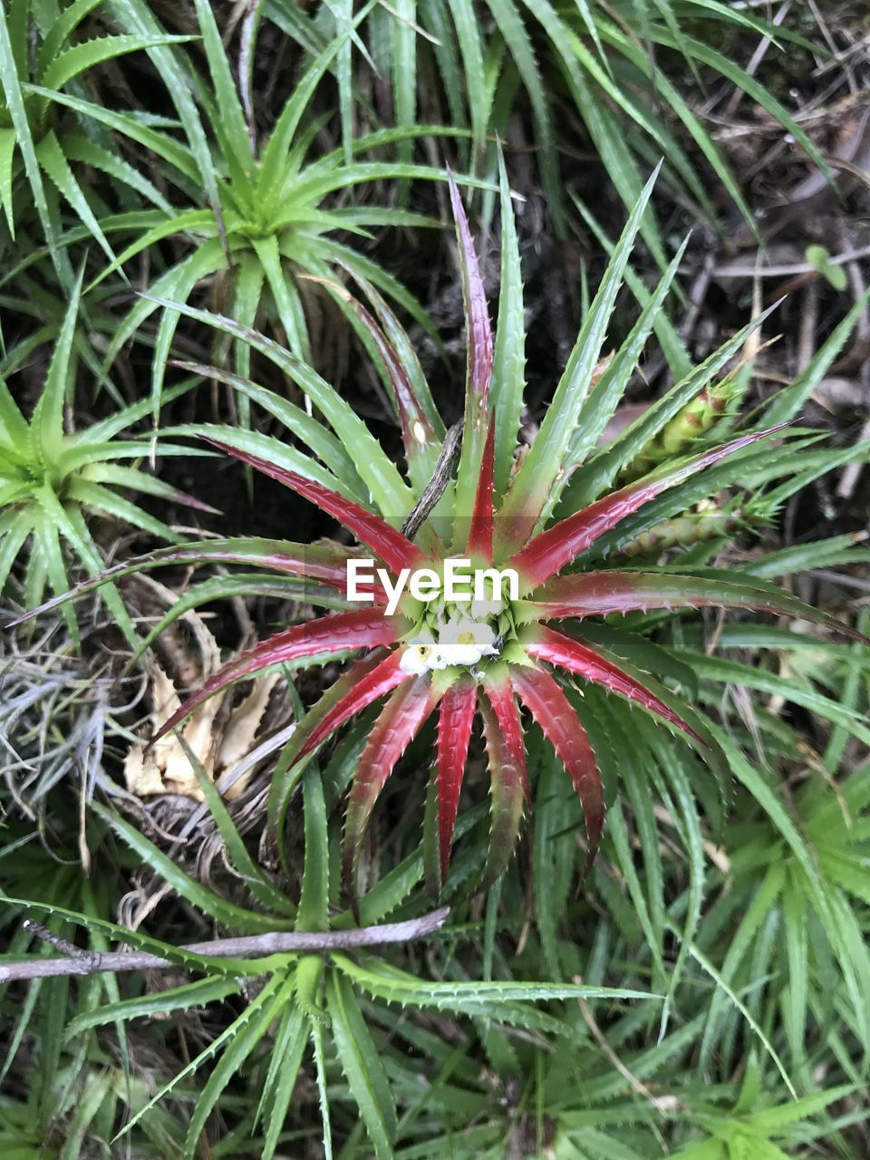 HIGH ANGLE VIEW OF FLOWERING PLANTS ON FIELD