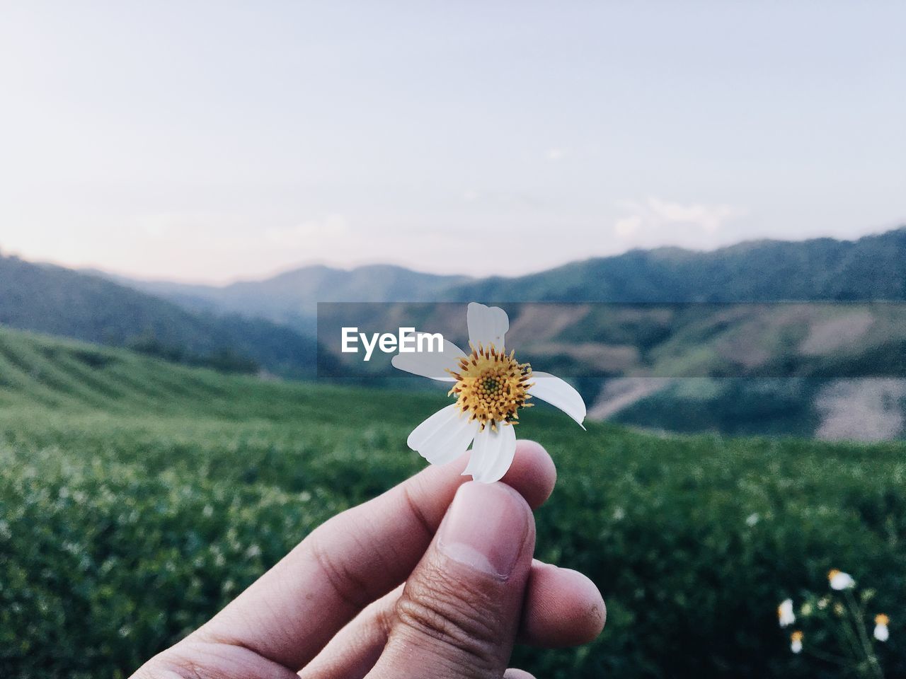 Close-up of hand holding flower against landscape