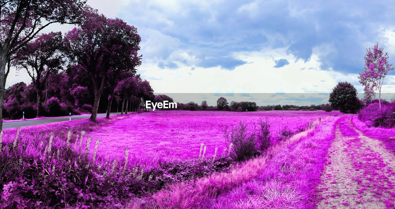 plant, flower, beauty in nature, flowering plant, purple, growth, nature, cloud, tree, sky, landscape, field, freshness, land, environment, scenics - nature, lavender, tranquility, pink, tranquil scene, rural scene, agriculture, no people, outdoors, day, idyllic, springtime, blossom, fragility, magenta, grass