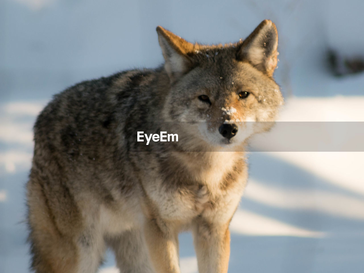 Close-up portrait of wolf on snow