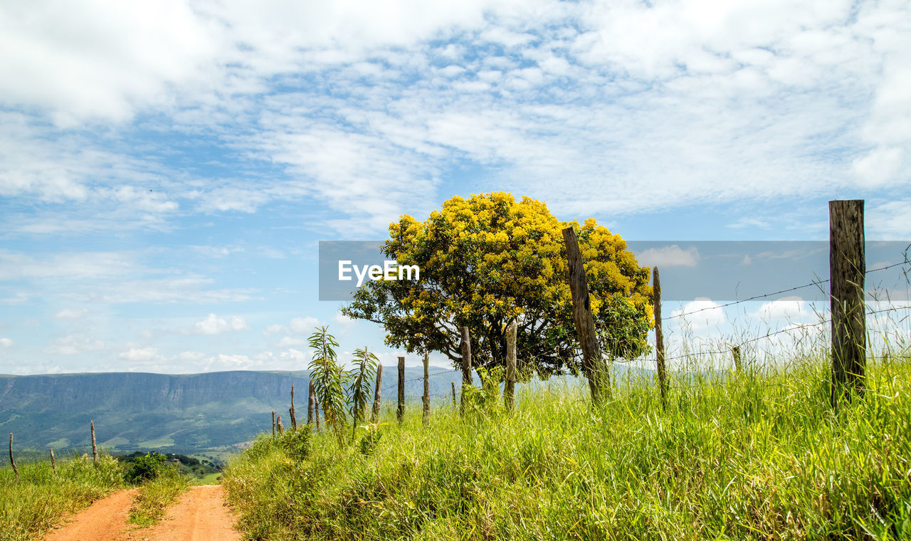 Yellow flowers growing on field against sky