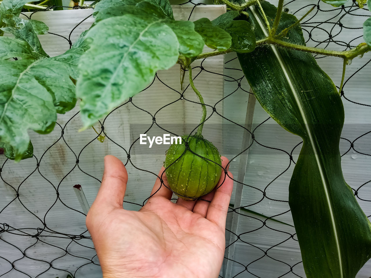 CROPPED IMAGE OF HAND HOLDING FRUIT