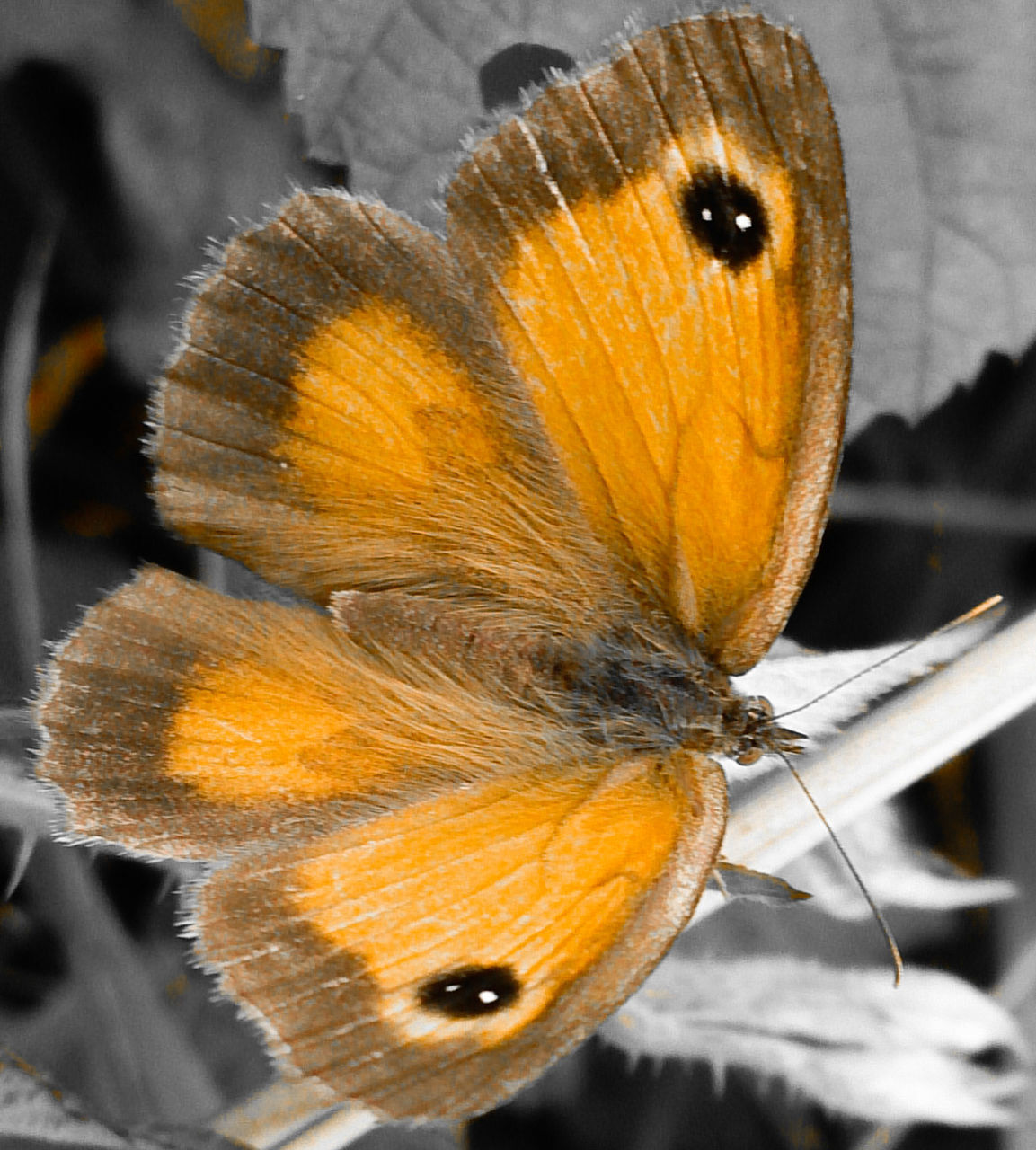 Close-up of butterfly on plant