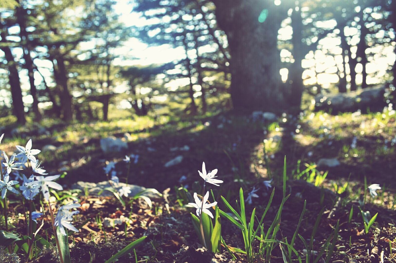 Flowers growing on field by trees