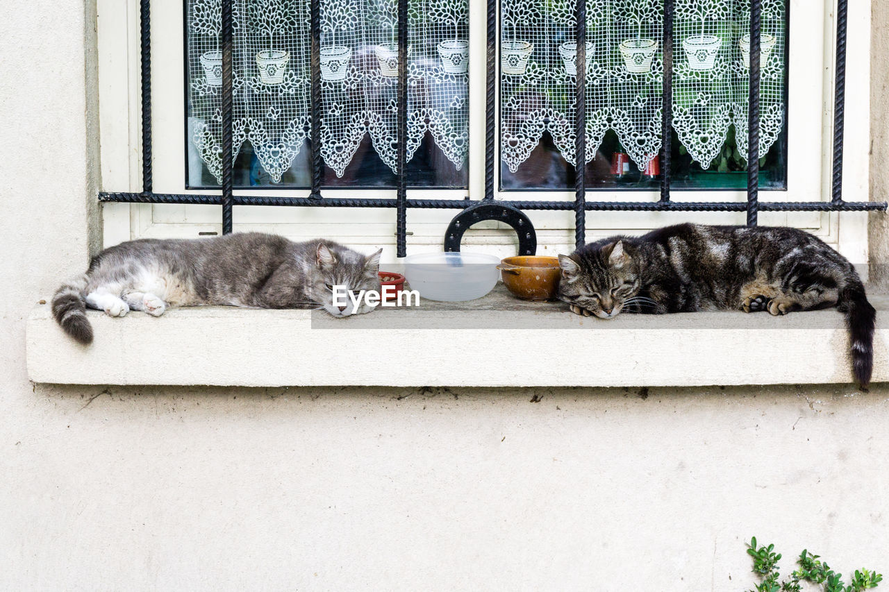 Cats on window