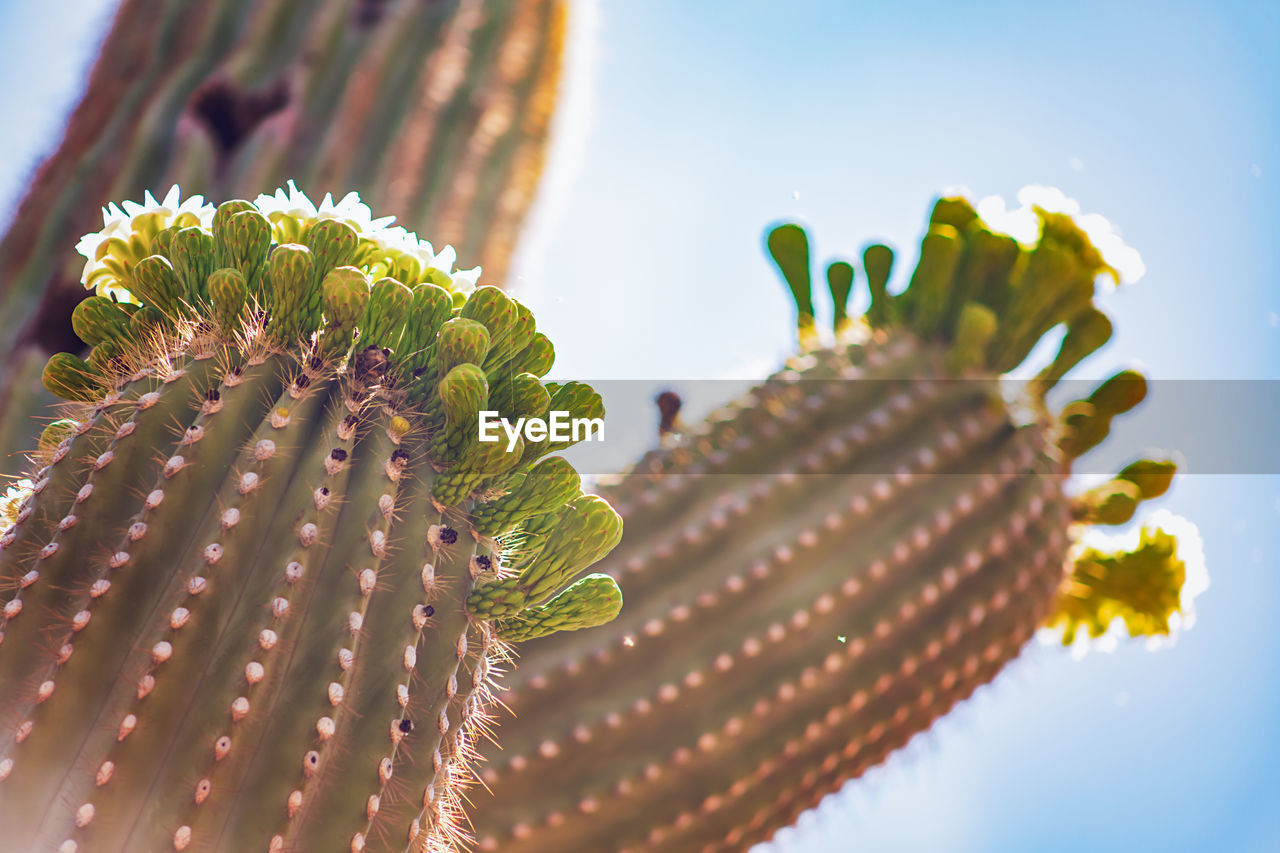 Saguaro cactus in the arizona desert