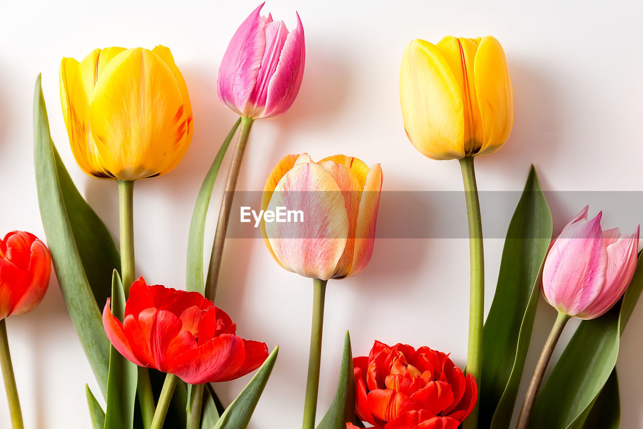 A bouquet of tulips of different colors on a white background. 