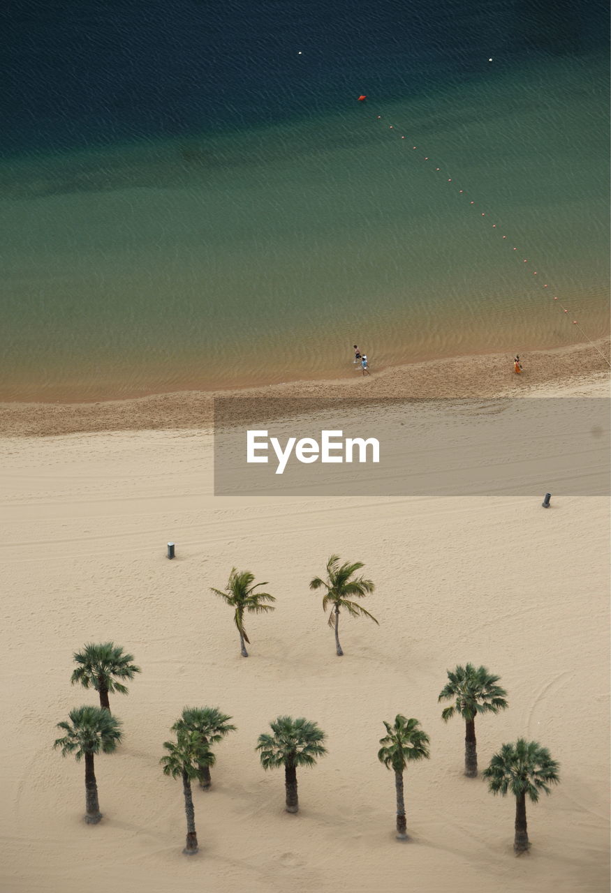 High angle view of coconut palm trees at beach