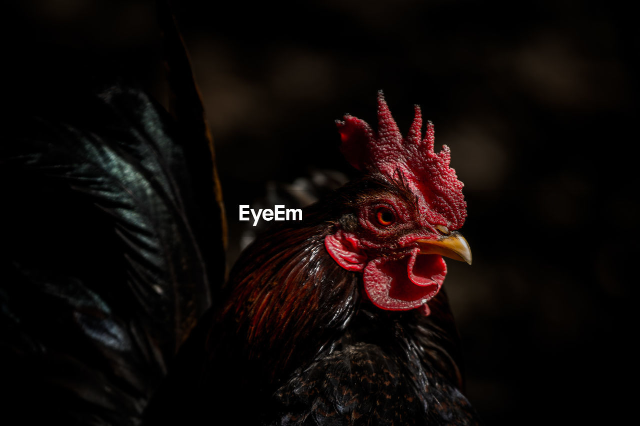 Close-up of a hen against blurred background