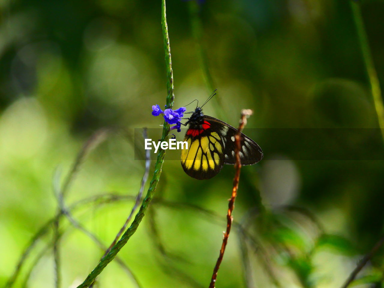 insect, animal wildlife, animal themes, animal, nature, wildlife, one animal, animal wing, green, beauty in nature, plant, close-up, butterfly, flower, macro photography, focus on foreground, animal body part, fragility, no people, macro, outdoors, selective focus, yellow, perching, plant part, flowering plant, moths and butterflies, magnification, environment, leaf, freshness, multi colored, day