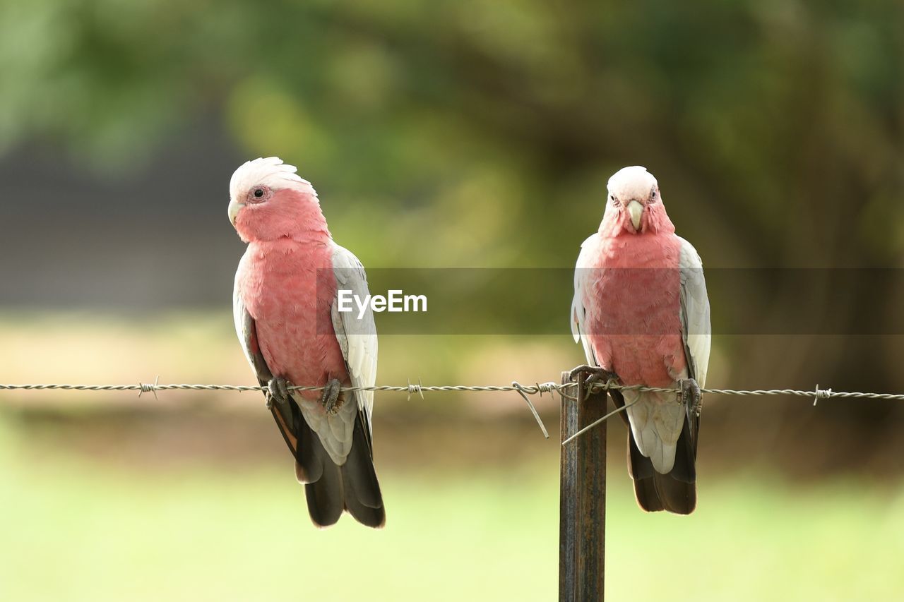 Close-up of galahs perching on fence