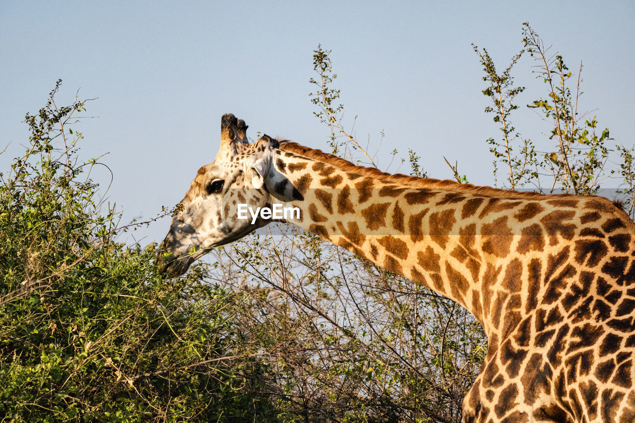 Giraffes on field