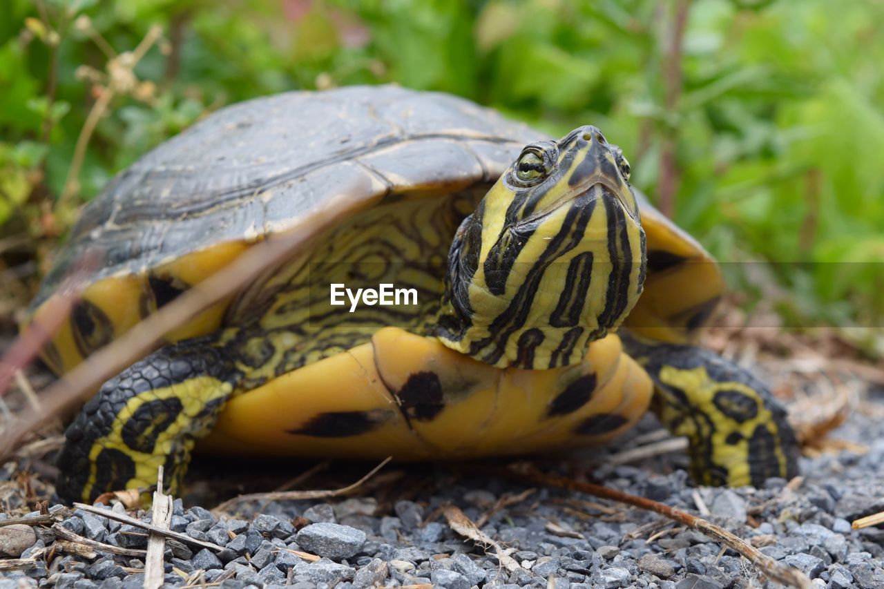 Close-up of turtle on field