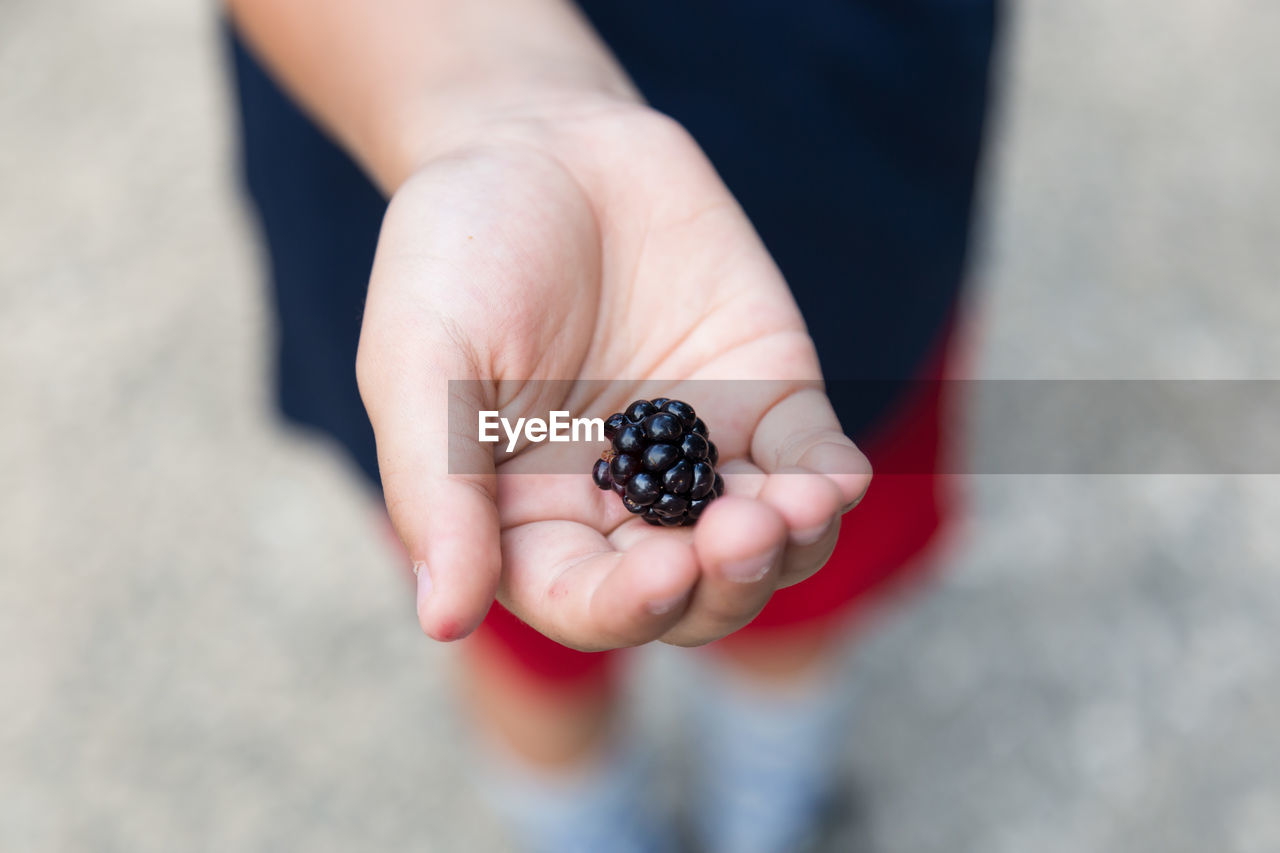 Close-up of hand holding blackberry