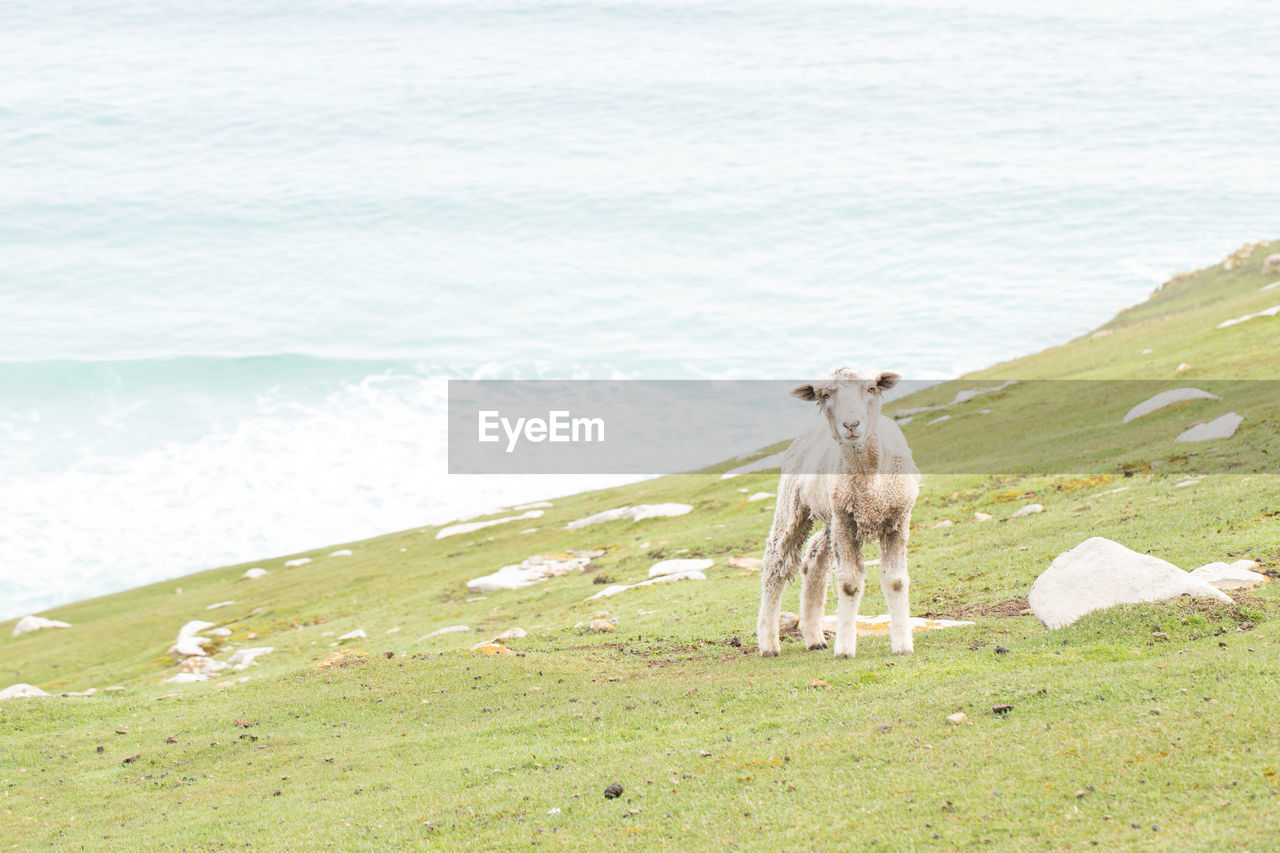 Sheep standing on mountain by sea