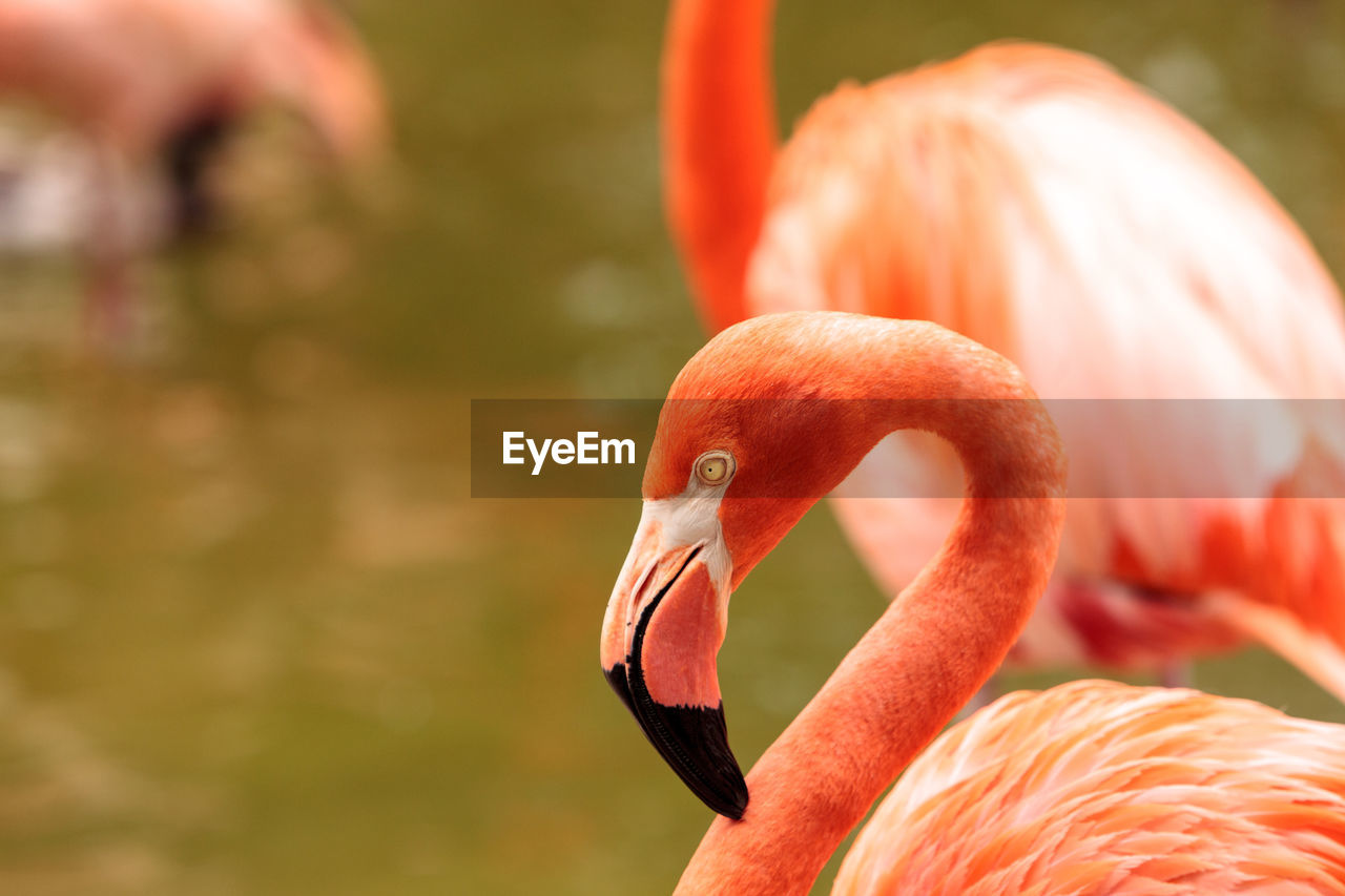 CLOSE-UP OF SWAN ON SHORE