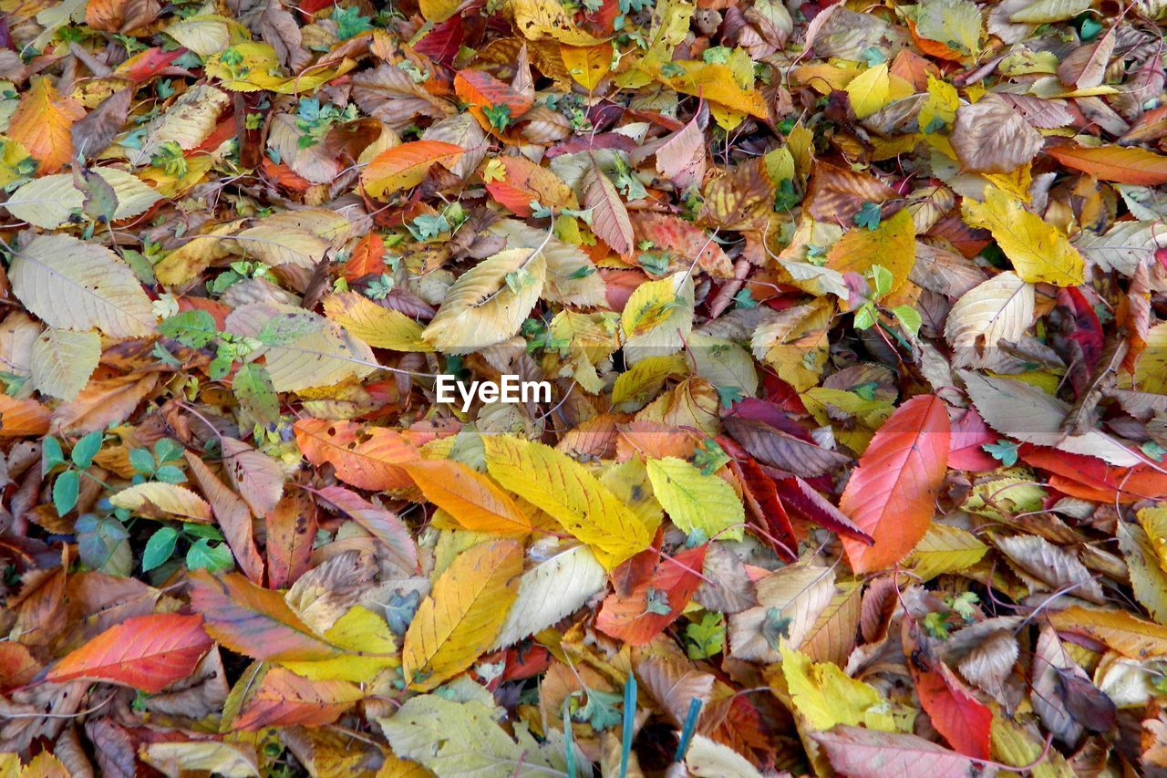 Full frame shot of autumn leaves