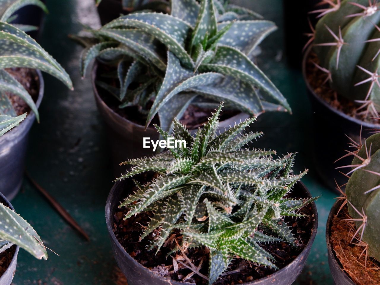 High angle view of cactus plants growing outdoors