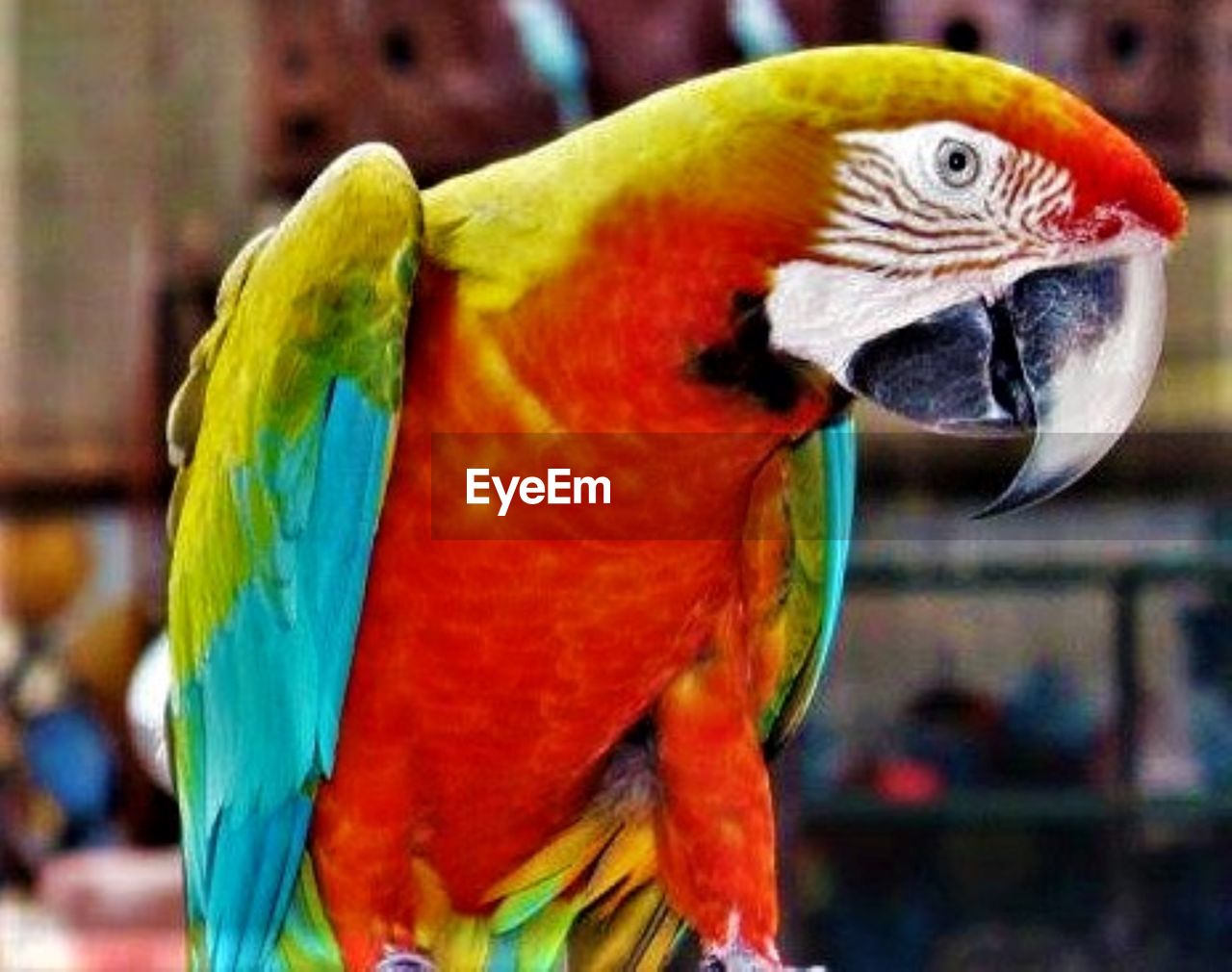 CLOSE-UP OF PARROT IN A PEACOCK