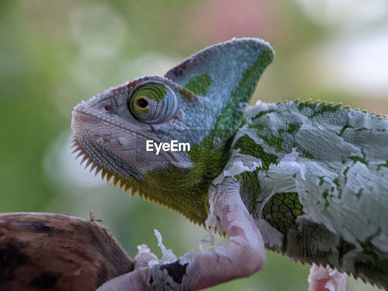 animal themes, animal, animal wildlife, lizard, one animal, reptile, close-up, wildlife, iguana, macro photography, iguania, animal body part, nature, chameleon, no people, dragon lizard, common chameleon, focus on foreground, outdoors, green