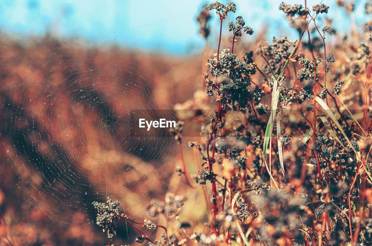 Interesting autumn landscape. seeds of dried wild buckwheat and cobwebs. spider web. field