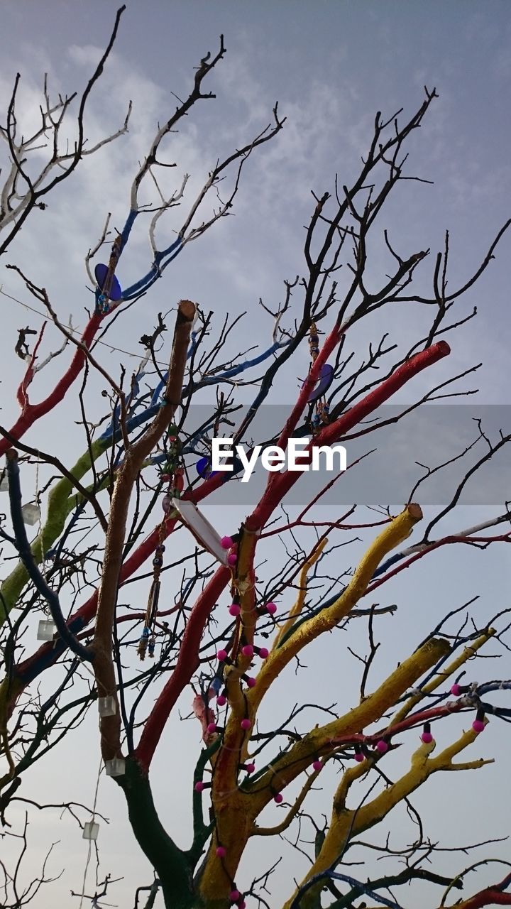 LOW ANGLE VIEW OF FLOWER TREES AGAINST SKY