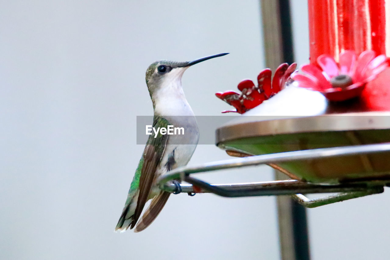 CLOSE-UP OF A BIRD PERCHING ON A FEEDER