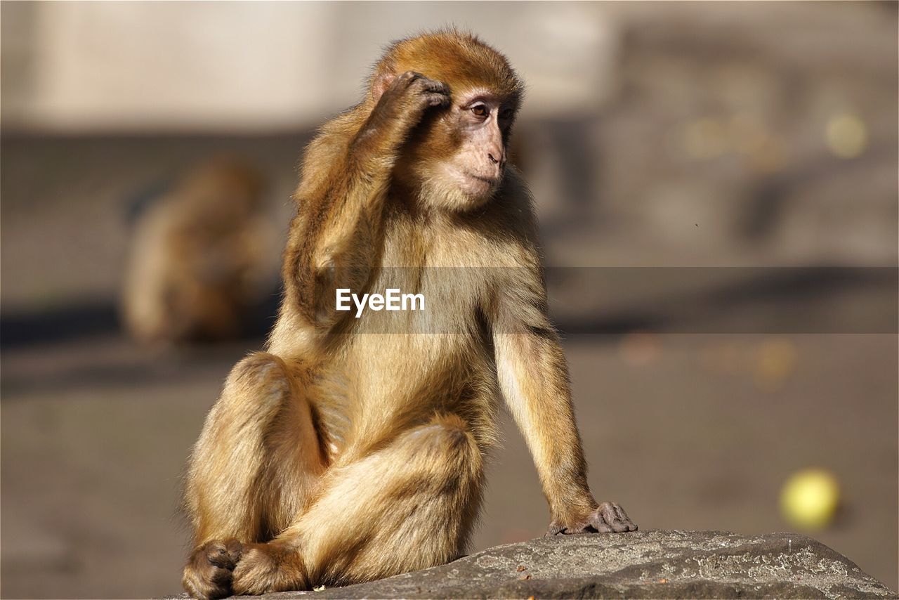 Monkey sitting on rock