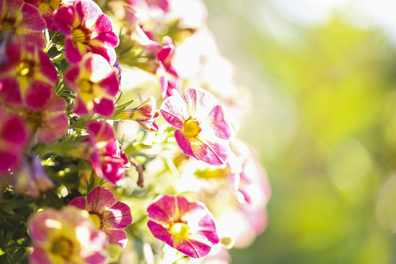 CLOSE-UP OF FRESH FLOWERS ON BRANCH