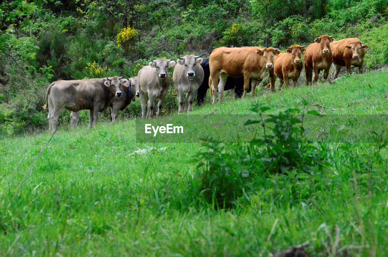 Cows in a field